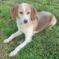 Laika 💚💚💚 lieb und kontaktfreudig, Hündin zur Adoption