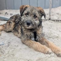 Iraya - kleine Herzensdiebin, Hündin zur Adoption