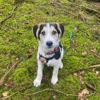 Lollypop wartet auf dich!, Hündin zur Adoption