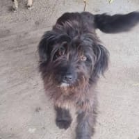 Hübsche,freundliche Cherry sucht Familie, Hündin zur Adoption