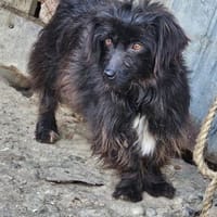 Zauberhafte Amelie sucht ihre Familie, Hündin zur Adoption