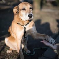 Opi Rex, ruhiger Hund sucht Zuhause, Hund zur Adoption