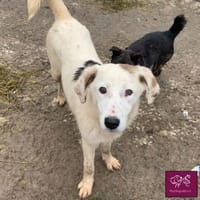 Knuffige Karo sucht ihre Familie❣, Hündin zur Adoption