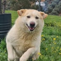 Berinesse- entzückendes Hundemädchen, Hündin zur Adoption