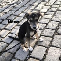 Nova, liebervoller Welpe sucht Zuhause, Hündin zur Adoption