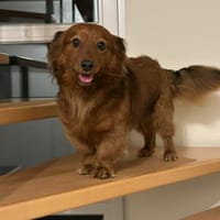 Wandro, Hund zur Adoption