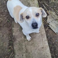 Kleiner, schlauer Temmy sucht Familie, Hund zur Adoption