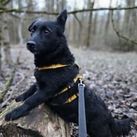 Cora mag erlebnisreiche Spaziergänge, Hündin zur Adoption