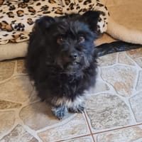 Ronja eine Hündin zum verlieben, Hündin zur Adoption