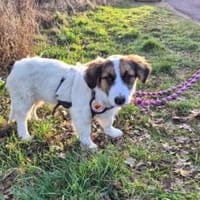 Sonnenschein Tessy, Hündin zur Adoption