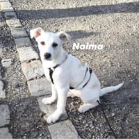 Naima, sanfter Welpe sucht Zuhause, Hündin zur Adoption