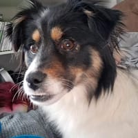 Marlenka  Süße Hündin sucht neuen Wirku, Hündin zur Adoption