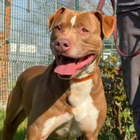 BAKHOE en SOS URGENT, chien à adopter