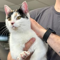 CALICA, chatte à adopter