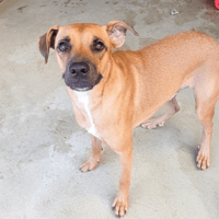 PHOLIO, chien à adopter