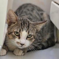 SUN, chat à adopter