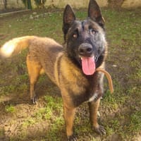 STAN, chien à adopter