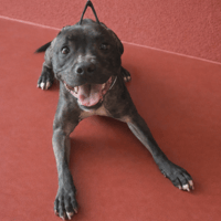 TIANA PAA24163, chienne à adopter