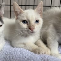 BERNARD, chat à adopter