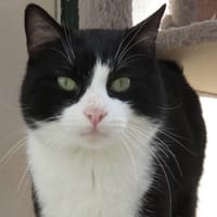 TOMASO (Réservé), chat à adopter