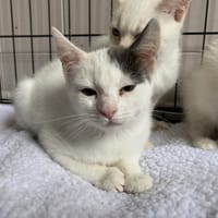 BEATRICE, chatte à adopter