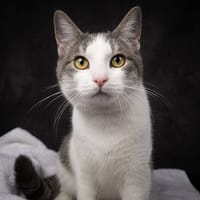 PEDRO CHA, chat à adopter