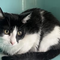 AIR C, chat à adopter