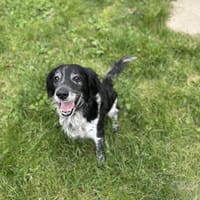 TOBY, chien à adopter