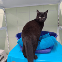 SWIFT, chat à adopter