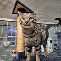 SONIC, chat à adopter