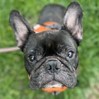 SIMBA, chien à adopter