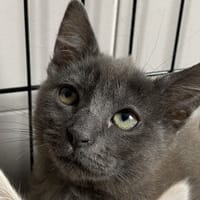 BERNADETTE, chatte à adopter