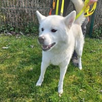 ROMY, chienne à adopter