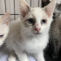 BENEDICTE, chatte à adopter