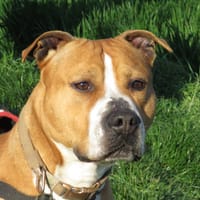 TYSON, chien à adopter