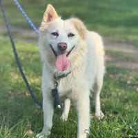 ROMY Réservée, chienne à adopter