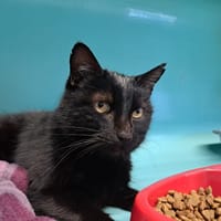 RUBY, chat à adopter