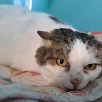 CANDIE, chatte à adopter