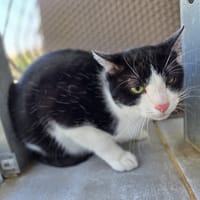 Zyky, chat à adopter