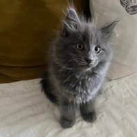 ASTON, chat à adopter