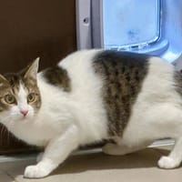 Charabia, chatte à adopter