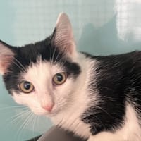 WATER C, chat à adopter