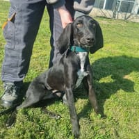 ALBERT, chien à adopter