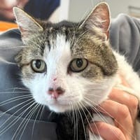 CLODIO, chat à adopter