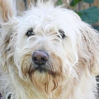 Nilo, chien à adopter