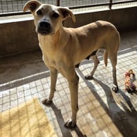 MANDY, chienne à adopter