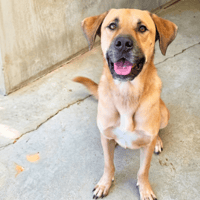 PATOU, chien à adopter