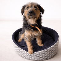 SKY, chien à adopter