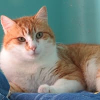 LOUKA, chat à adopter