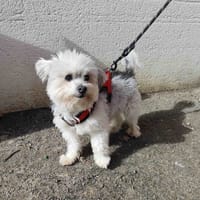 FIDJI VAA, chien à adopter